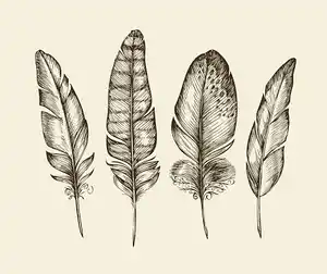 99618091-hand-drawn-vintage-bird-feathers-sketch-writing-feather-vector-illustration.jpg